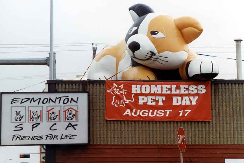 Custom inflatable Character for SPCA of cat